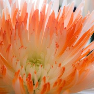 Meet your Posher, Elle